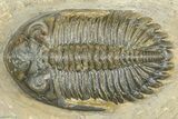 Detailed Hollardops Trilobite - Foum Zguid, Morocco #363115-1